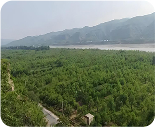 酸枣仁